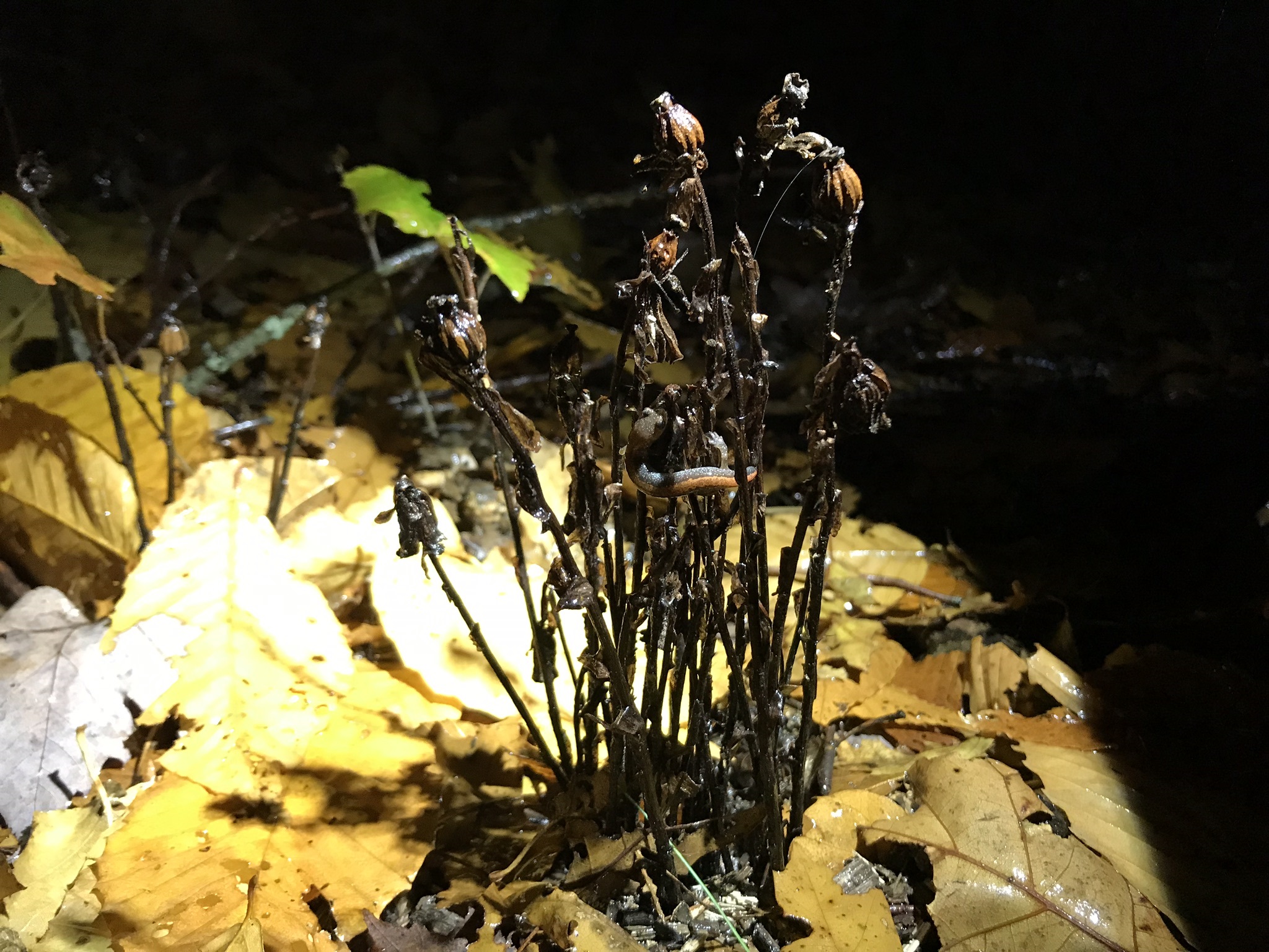 Night Fungus